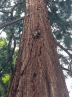 1858 wurde dieser Mammutbaum aus Italien im Palaisgarten verpflanzt und befindet sich neben dem Schwanenteich.