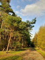 im Bereich "Trockentäler, Kastentäler und Dünen des oberen Westholter Baches"