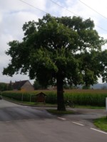Ecke Winkhausen - Im Bruchkamp in Lügde (Sabbenhausen) steht die Friedenseiche von 1871.