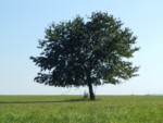 Auf dem S-Rundwanderweg um Schlangen passiert man diesen einsamen Baum. Einfach ein schönes Fotomotiv.