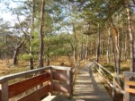 Über diesen Holzsteg gelangen Sie zur Aussichtplattform im torfhaltigen Moor "Hiddeser Bent". Als das letzte noch lebende Hochmoor im Teutoburger Wald ist dies ein ganz besonderer Ort. Auf einer Wanderung auf der "Klima-Erlebnis-Route", die z.B. ab dem Parkplatz an der Stoddartstraße am Donoperteich ausgeschildert ist, kommen Sie an diesem Punkt vorbei.