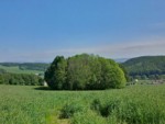 Auf diesem Teil der "Weg der Blicke" bei Extertal-Göstrup genießen Sie einen wunderbaren Blick in das Tal der Alme und auf das dahinterliegende Weserbergland.