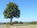 Blick von der Langetalstraße in Schlangen Richtung Haustenbeck. Bei guten Sichtverhältnissen ist von hier der Haustenbecker Turm zu sehen.