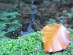 Gerade nach einer regenreichen Zeit führt der Rickbach entsprechende Wassermengen, die die Rickbachkaskaden besonders spektakulär erscheinen lassen. Von hier aus sind es nur einige Minuten zu Fuß zum Wasserfall am Rickbach und zum "Nasenstein". Blick auf den Rickbach