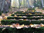 Bis auf die verbliebenen Stufen ist vom ehemaligen Märchenwald in Berlebeck nicht mehr viel zu sehen.