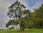 Zwischen Lügde und Sabbenhausen, unweit der lippischen Grenze zu Niedersachsen, finden Sie die ca. 300 Jahre alte Hudeeiche.