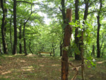 Die Vereinsgemeinschaft Bremke-Rott hat auf dem Gelände eine „Schloßeiche“ gesetzt. Ein Gedenkstein erinnert an diese Aktion. Hier soll einst eine 1000jährige Eiche bis in die 1930er Jahren gestanden haben.