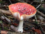 Entdeckt auf einer Wanderung durch die Wälder bei Alverdissen. Ein Fliegenpilz ist giftig und stammt aus der Familie der Wulstlingsverwandten. Bei feuchter Witterung findet man diesen Pilz gut von Juli-Oktober. Fliegenpilz im Wald bei Alverdissen