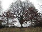 Die ca. 450 Jahre alte Zieglereiche befindet sich gegenüber dem Sportplatz am Wolfsiek. Zieglereiche
